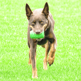 Can Toy-Dog Toy-Rover Pet Products