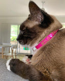 Cat Collars-Unclassified-Rover Pet Products