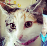 Cat Collars-Unclassified-Rover Pet Products