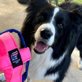 Catapult Cage-Unclassified-Rover Pet Products