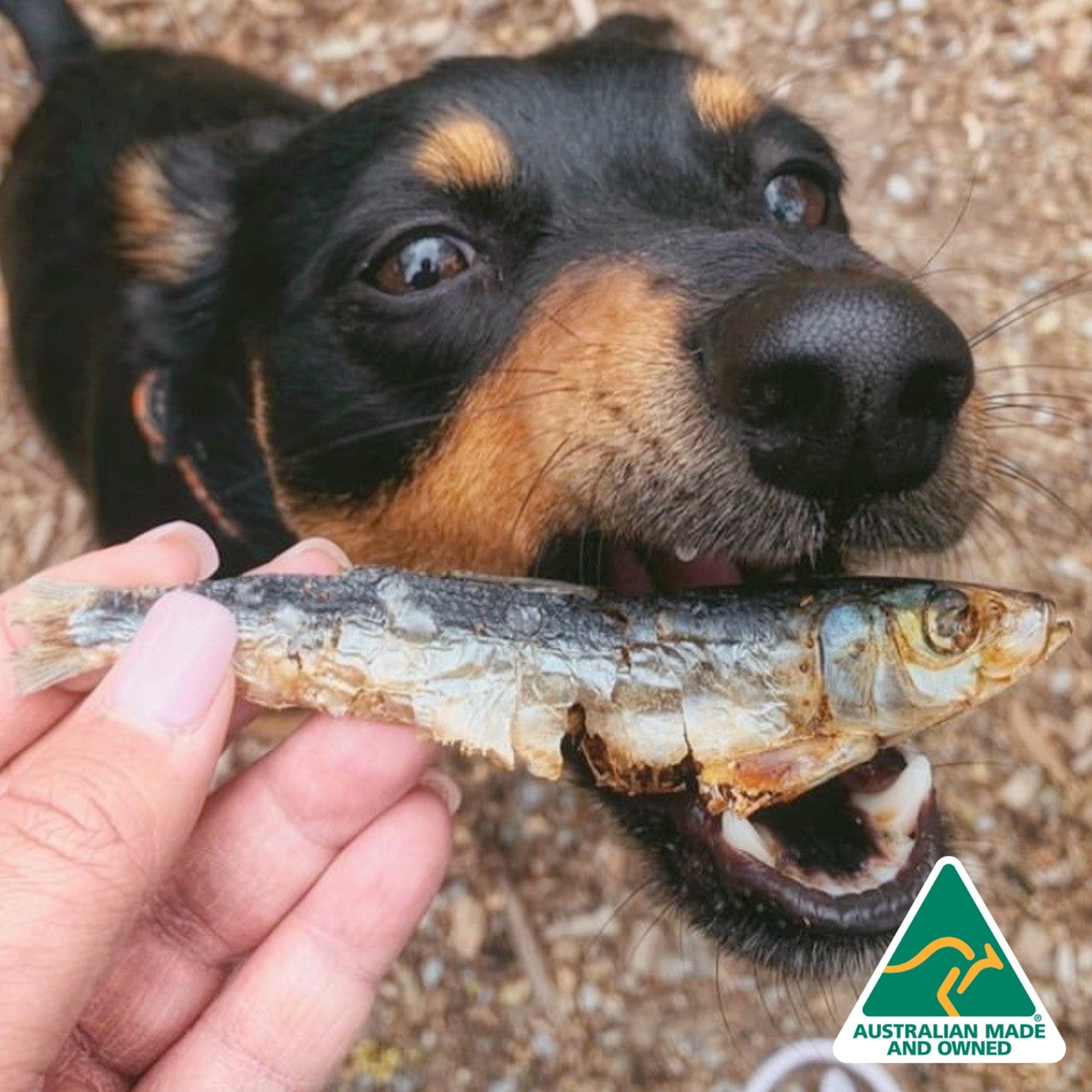 Catch Of The Day - Small Oily Fish-Dog Treat-Rover Pet Products