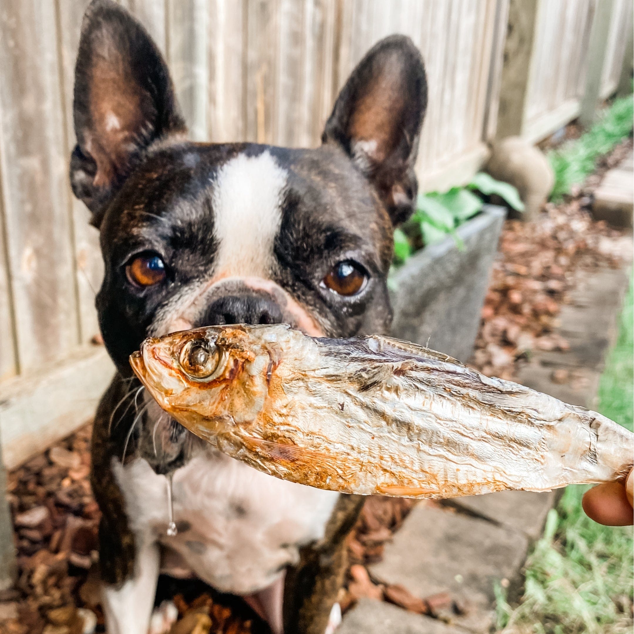 Catch Of The Day - Small Oily Fish-Dog Treat-Rover Pet Products