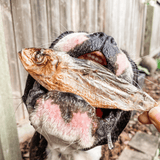 Catch Of The Day - Small Oily Fish-Dog Treat-Rover Pet Products