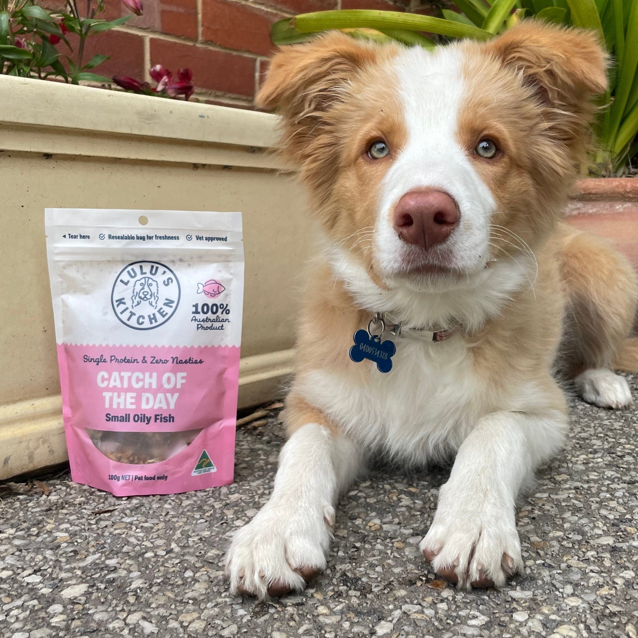 Catch Of The Day - Small Oily Fish-Dog Treat-Rover Pet Products