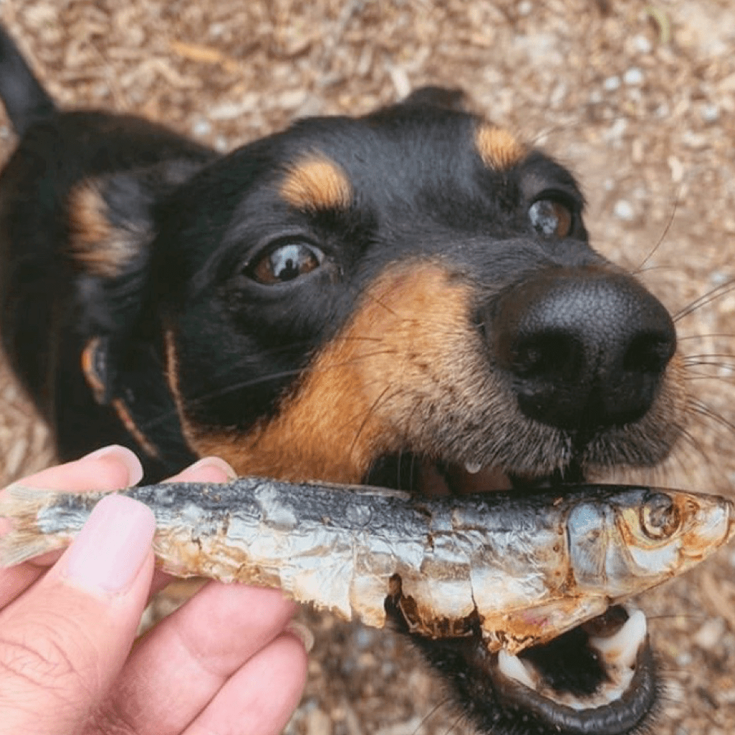 Catch Of The Day - Small Oily Fish-Dog Treat-Rover Pet Products
