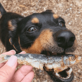 Catch Of The Day - Small Oily Fish-Dog Treat-Rover Pet Products