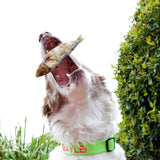 Catch Of The Day - Small Oily Fish-Dog Treat-Rover Pet Products