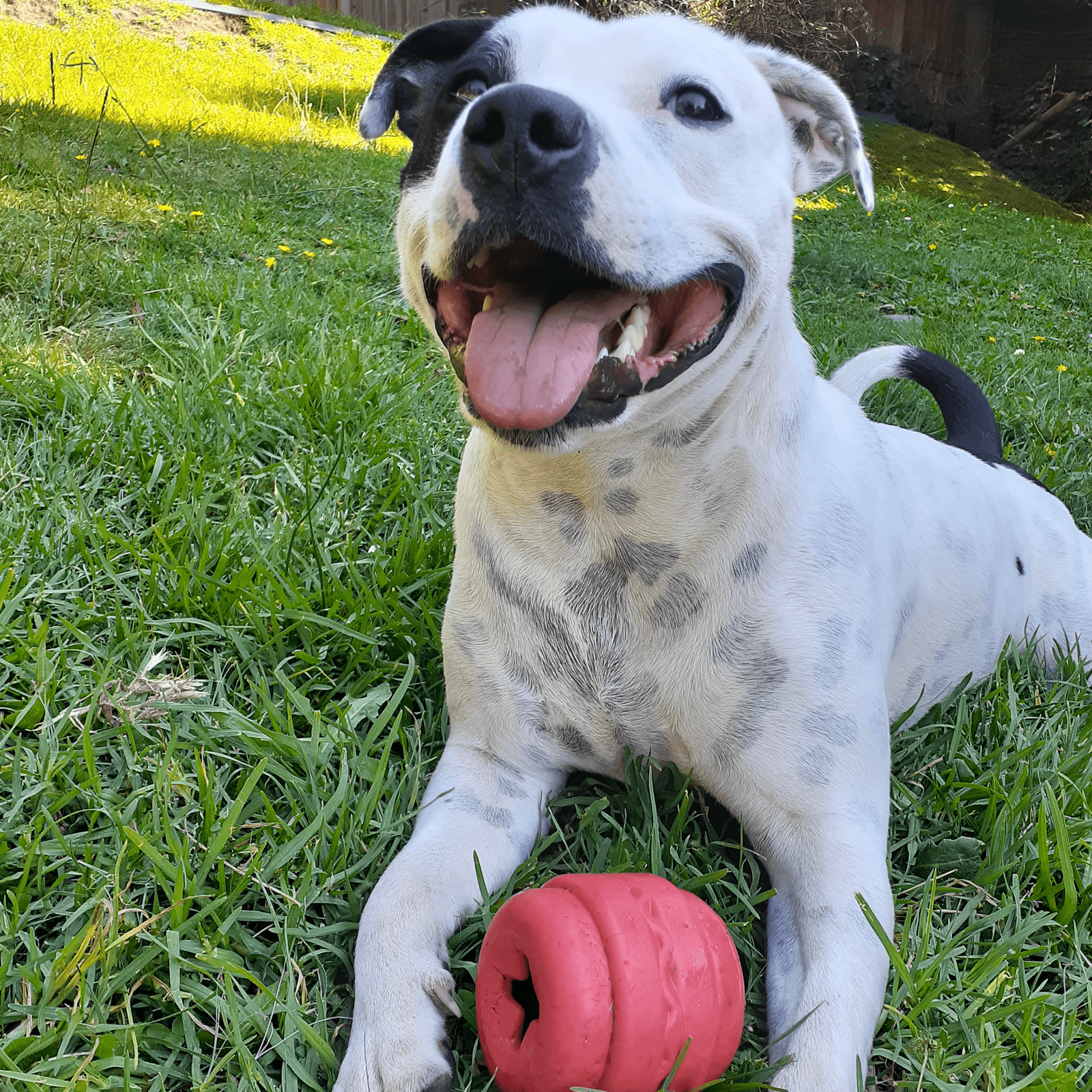 Cheeseburger - BROWN-Dog Toy-Rover Pet Products