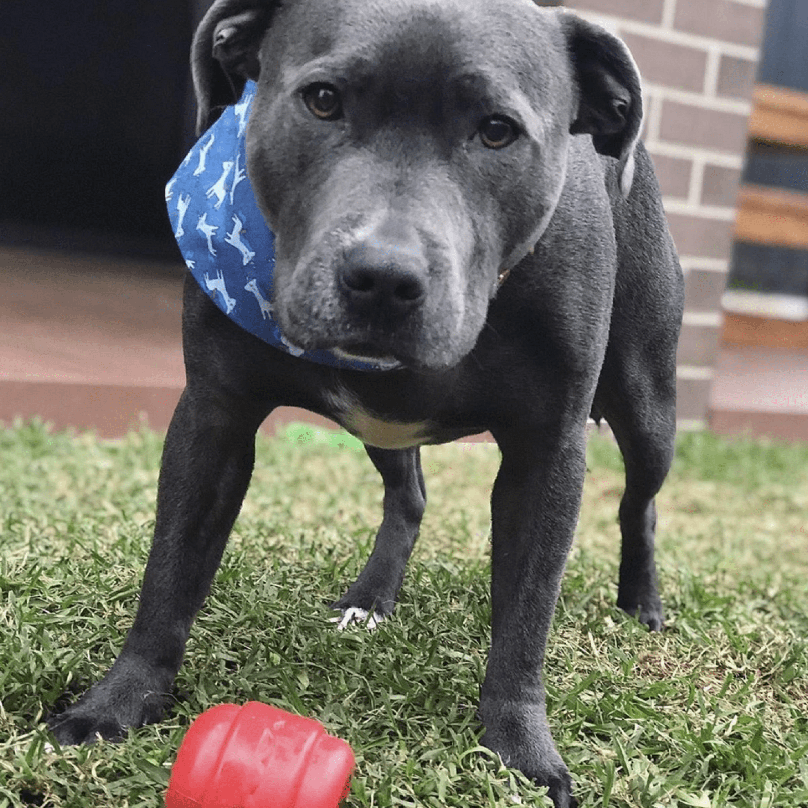 Cheeseburger - BROWN-Dog Toy-Rover Pet Products