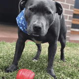 Cheeseburger - BROWN-Dog Toy-Rover Pet Products