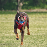 Cherry Bomb-Dog Toy-Rover Pet Products