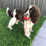 Cherry Bomb-Dog Toy-Rover Pet Products