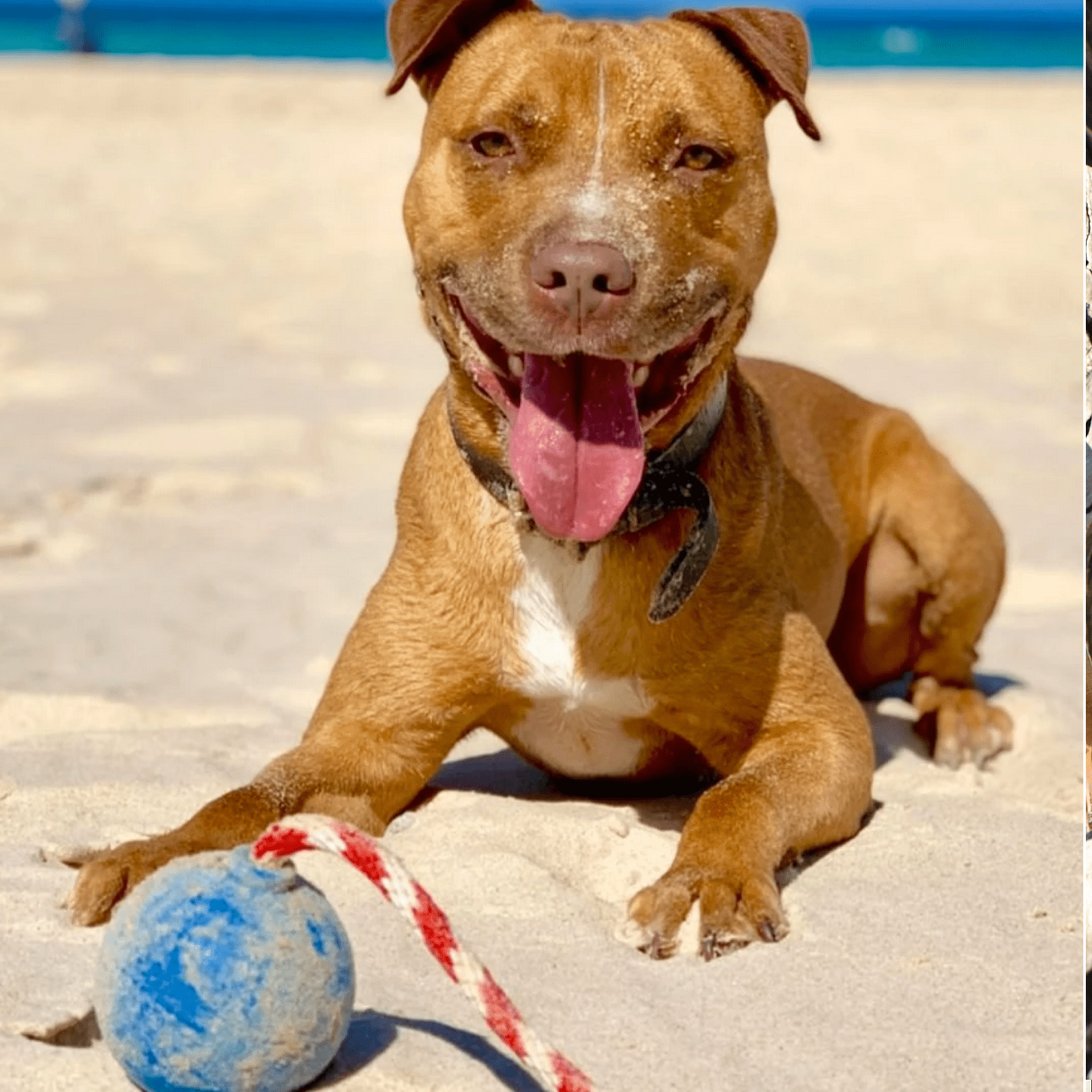 Cherry Bomb-Dog Toy-Rover Pet Products