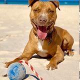 Cherry Bomb-Dog Toy-Rover Pet Products