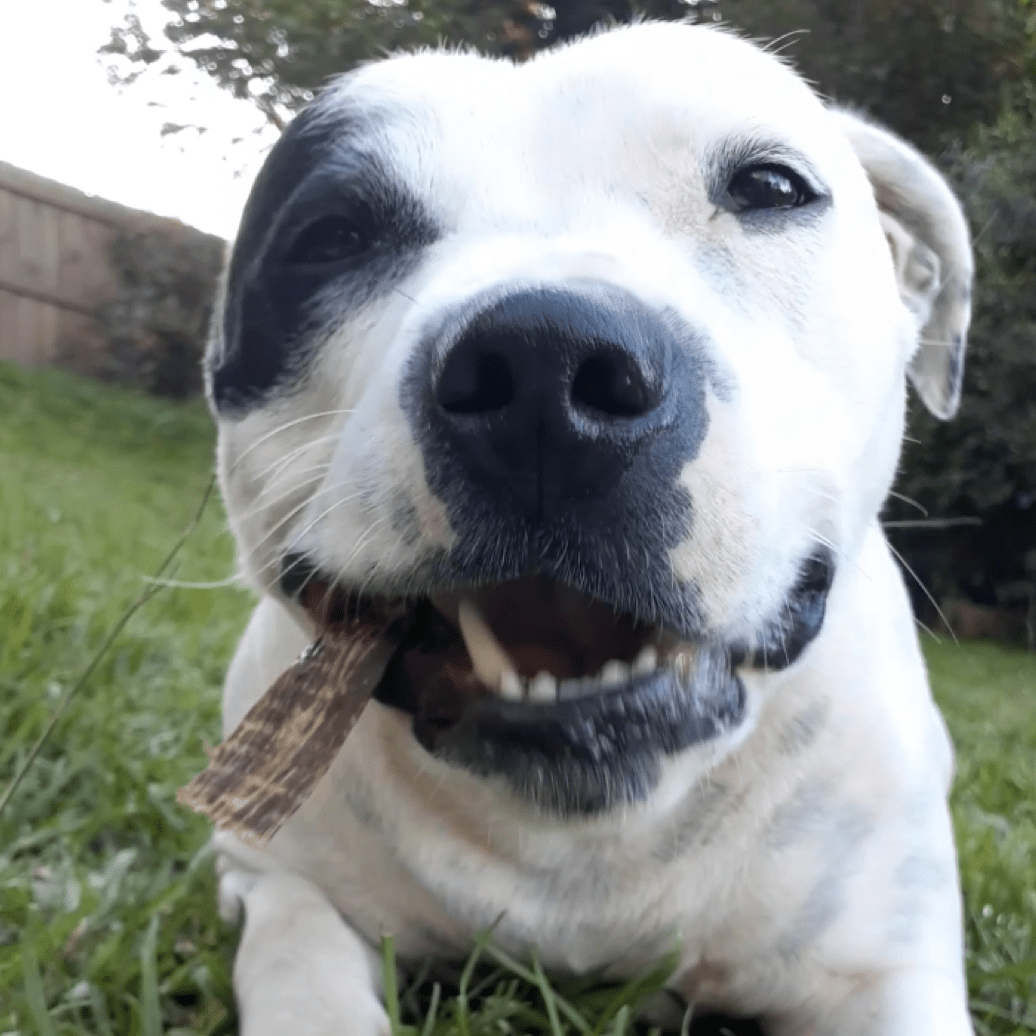 CHEW ON THIS! - Beef Jerky-Dog Treat-Rover Pet Products