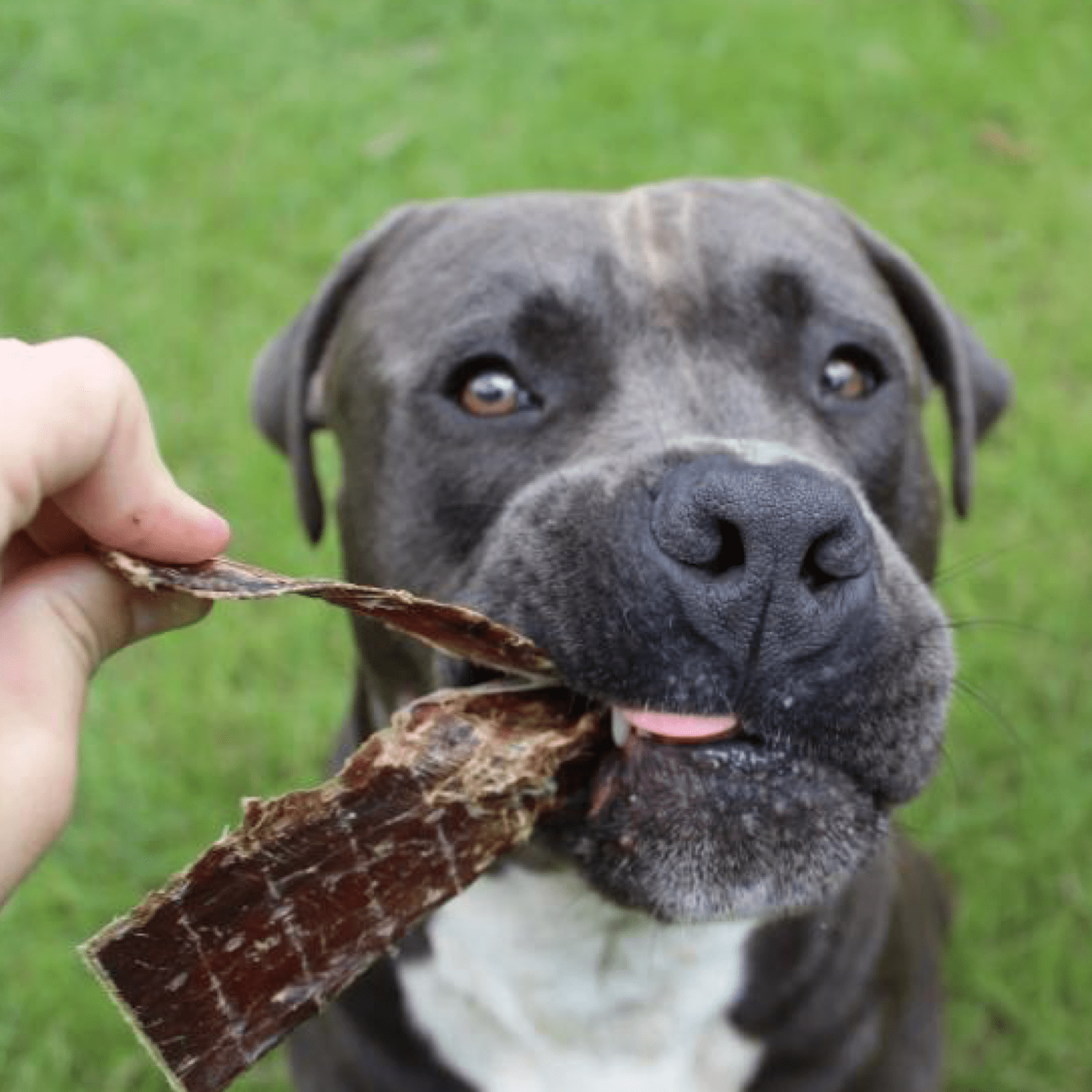 CHEW ON THIS! - Beef Jerky-Dog Treat-Rover Pet Products