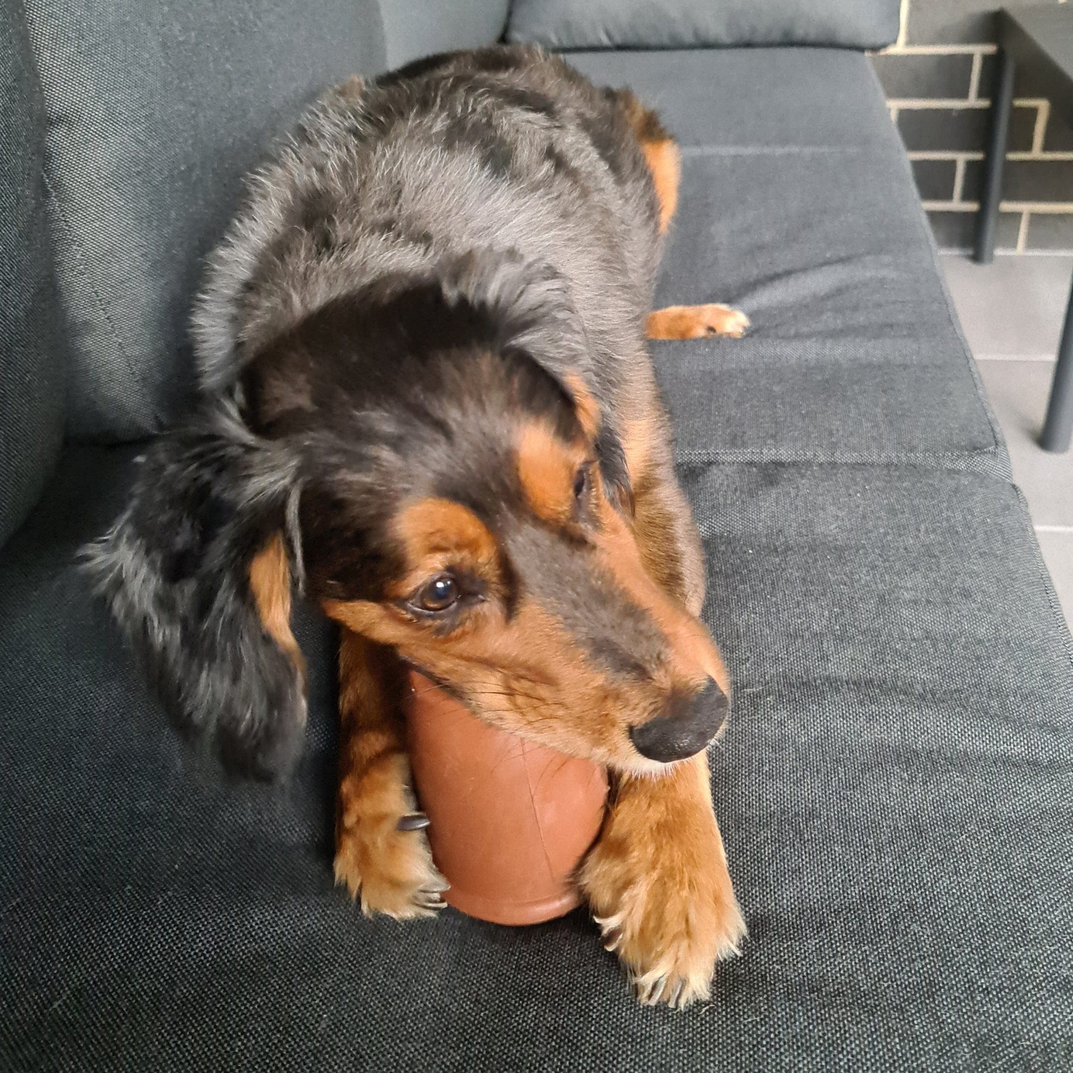 Coffee Cup-Dog Toy-Rover Pet Products