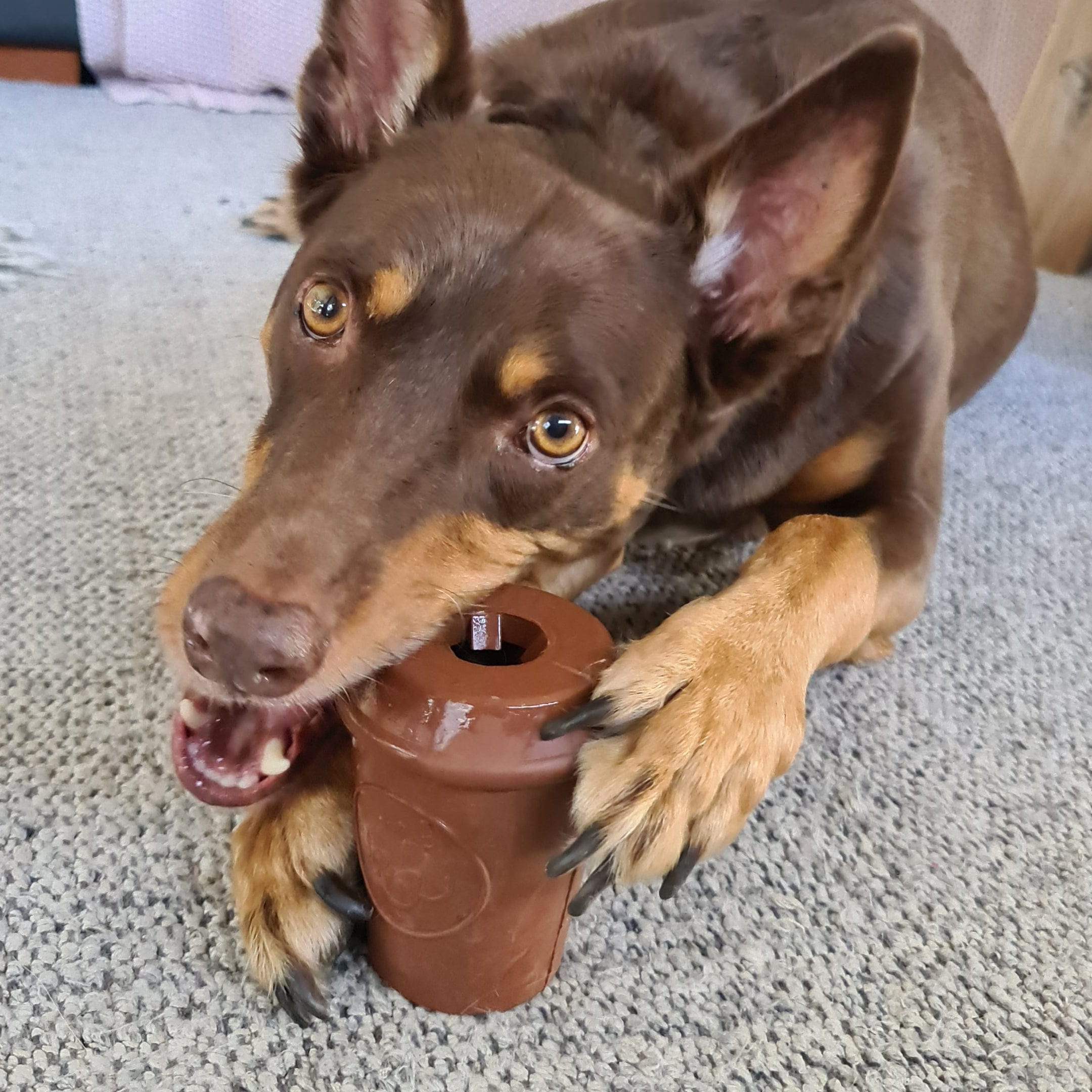 Coffee Cup-Dog Toy-Rover Pet Products