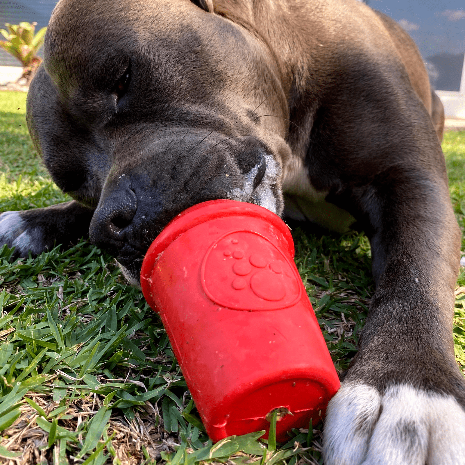 Coffee Cup-Dog Toy-Rover Pet Products