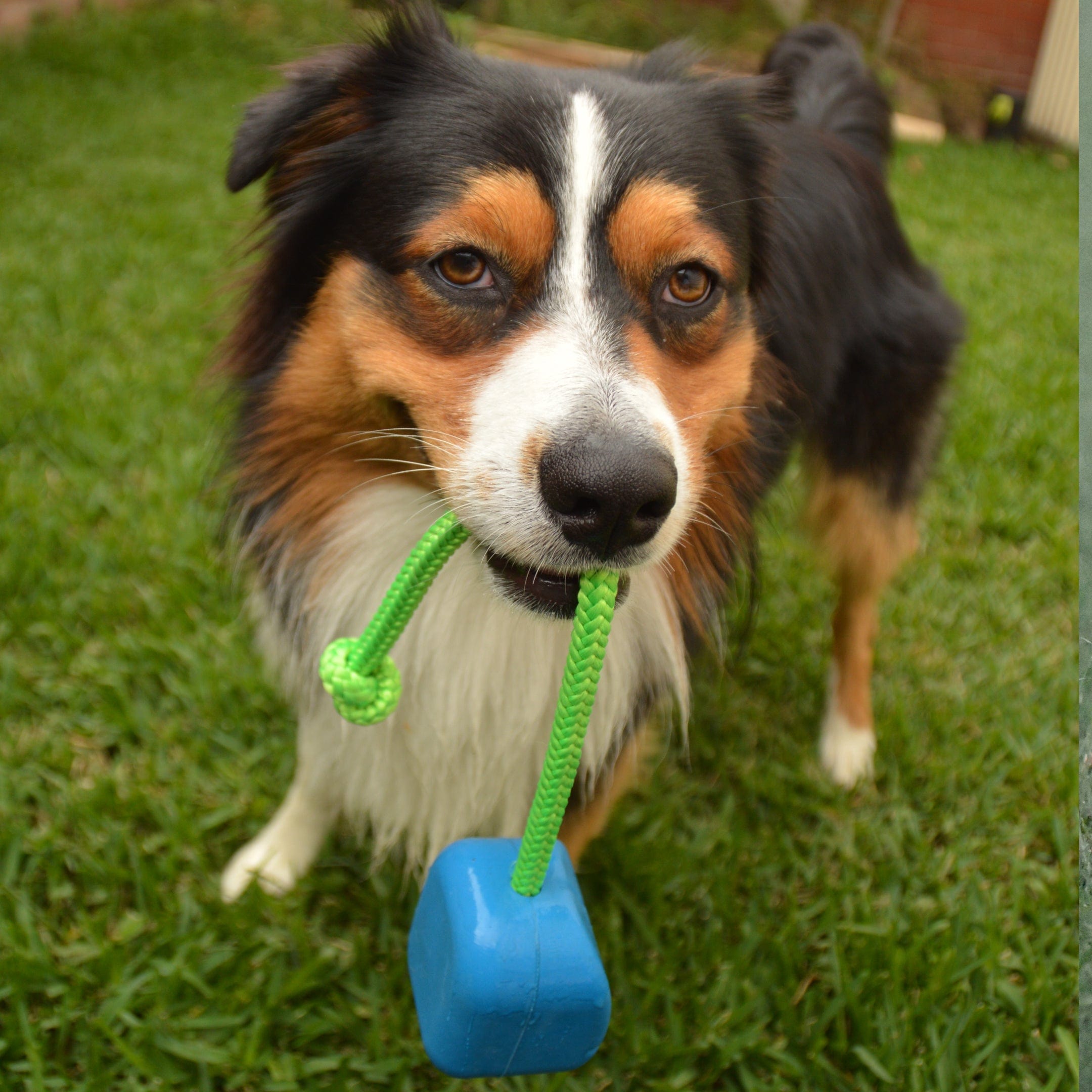 Computer Mouse - Blue & Green - Limited Edition-Dog Toy-Rover Pet Products