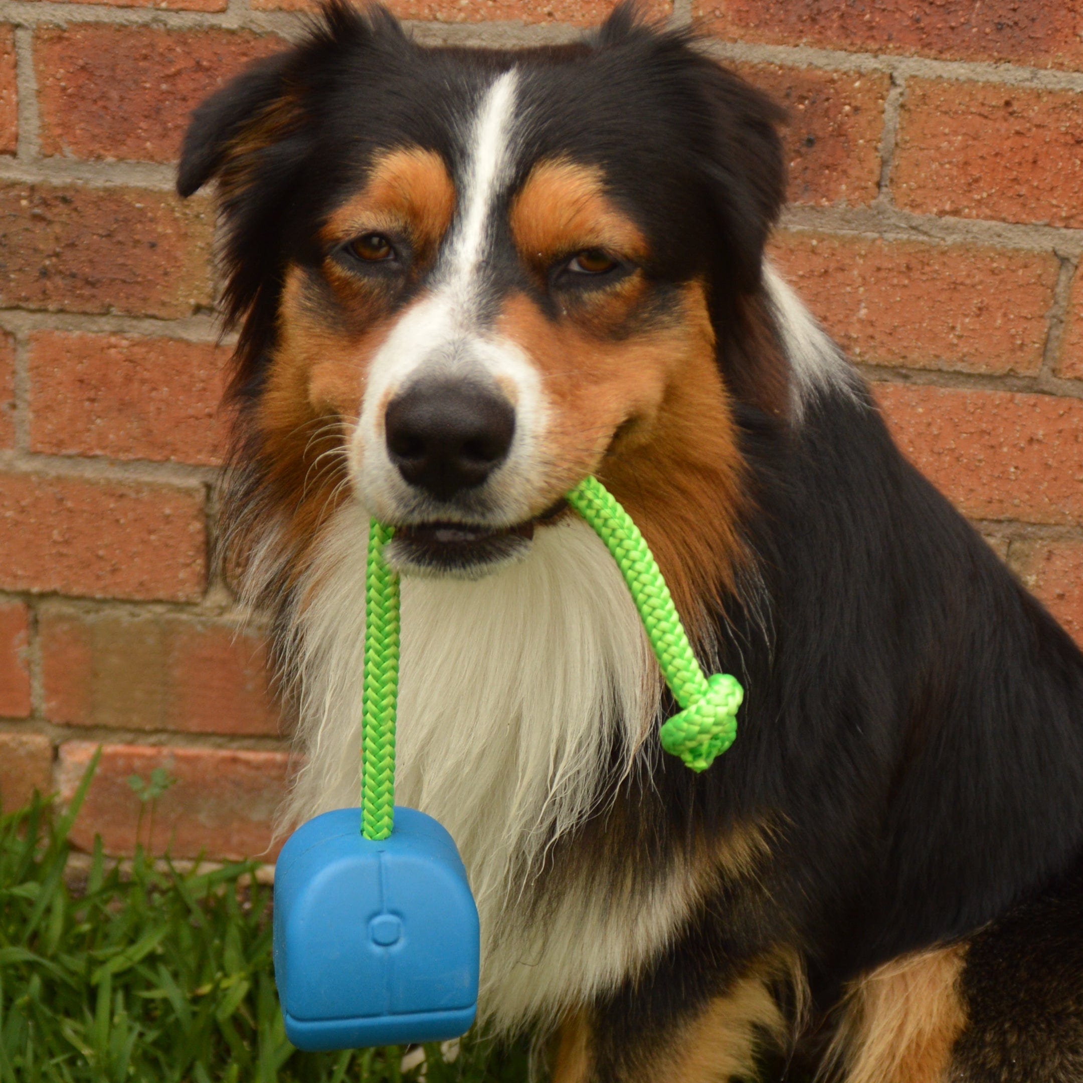 Computer Mouse - Blue & Green - Limited Edition-Dog Toy-Rover Pet Products