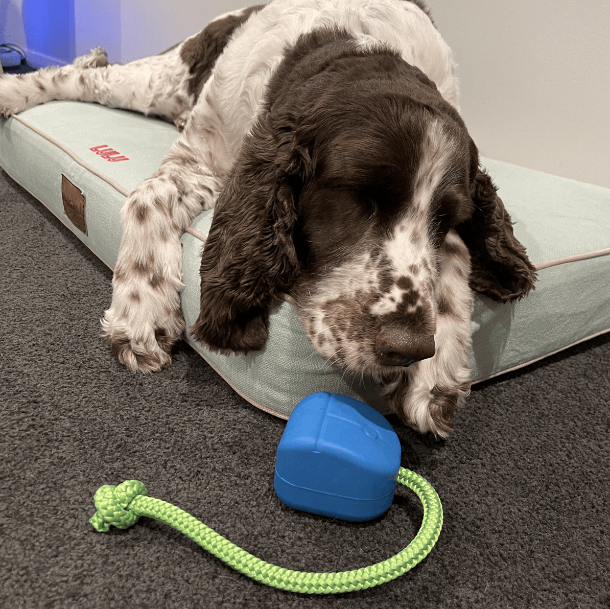 Computer Mouse - Blue & Green - Limited Edition-Dog Toy-Rover Pet Products