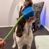 Computer Mouse - Blue & Green - Limited Edition-Dog Toy-Rover Pet Products