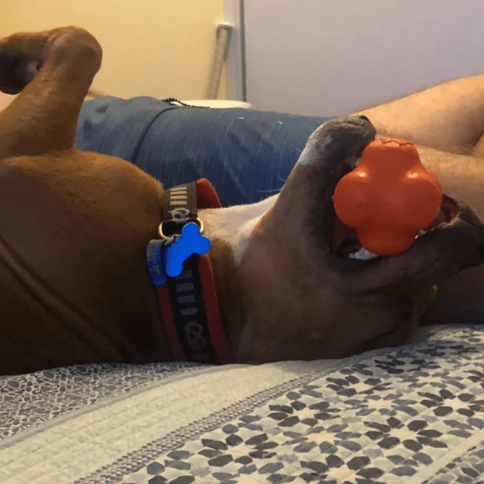 Crazy Bounce (Power Chewers)-Dog Toy-Rover Pet Products