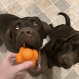 Crazy Bounce (Power Chewers)-Dog Toy-Rover Pet Products