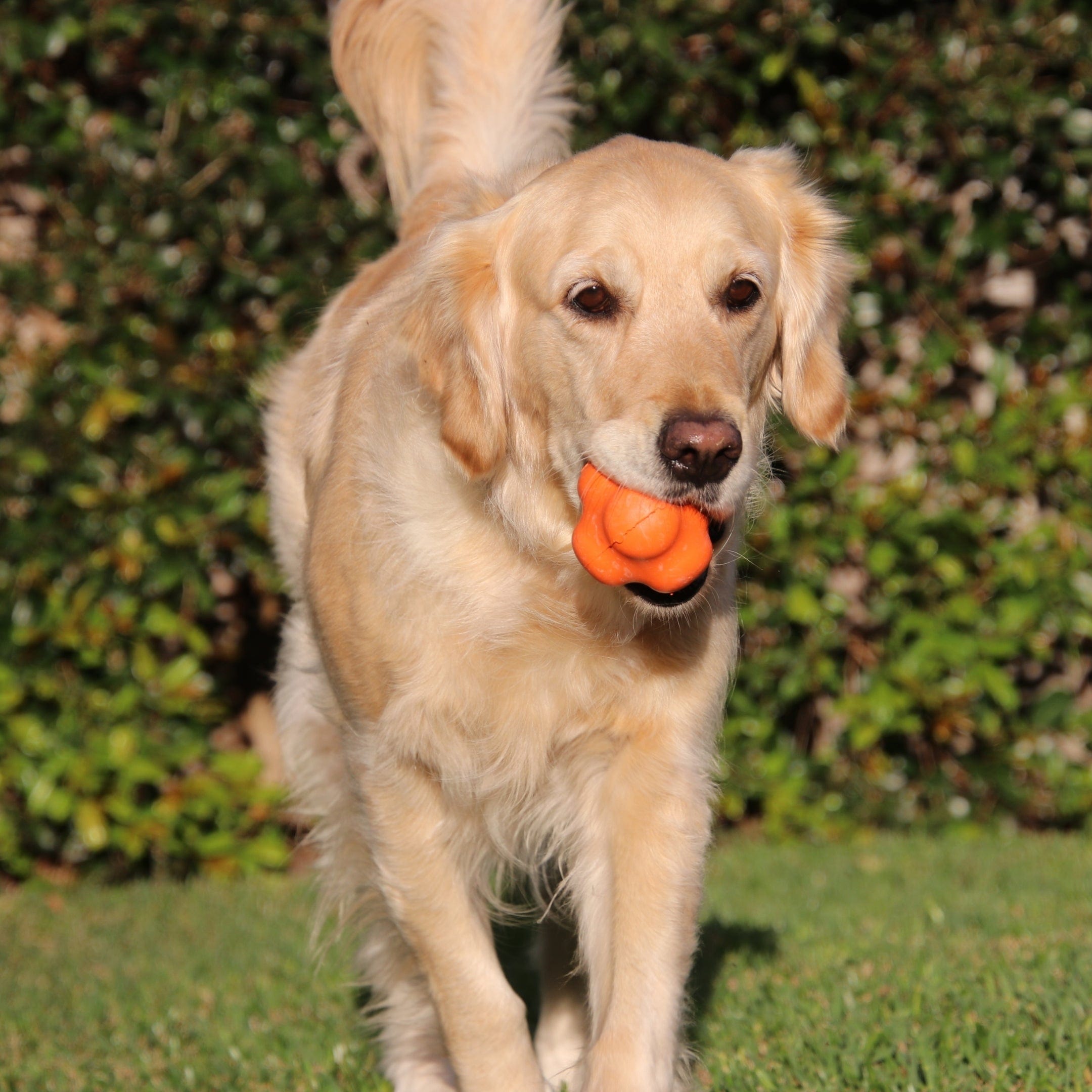 Crazy Bounce (Power Chewers)-Dog Toy-Rover Pet Products