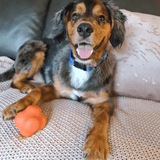 Crazy Bounce (Power Chewers)-Dog Toy-Rover Pet Products