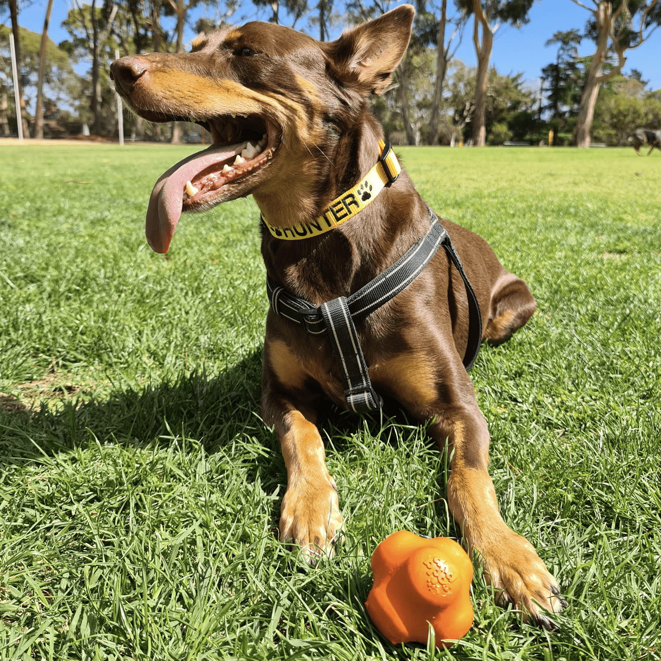 Crazy Bounce (Power Chewers)-Dog Toy-Rover Pet Products