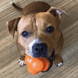 Crazy Bounce (Power Chewers)-Dog Toy-Rover Pet Products