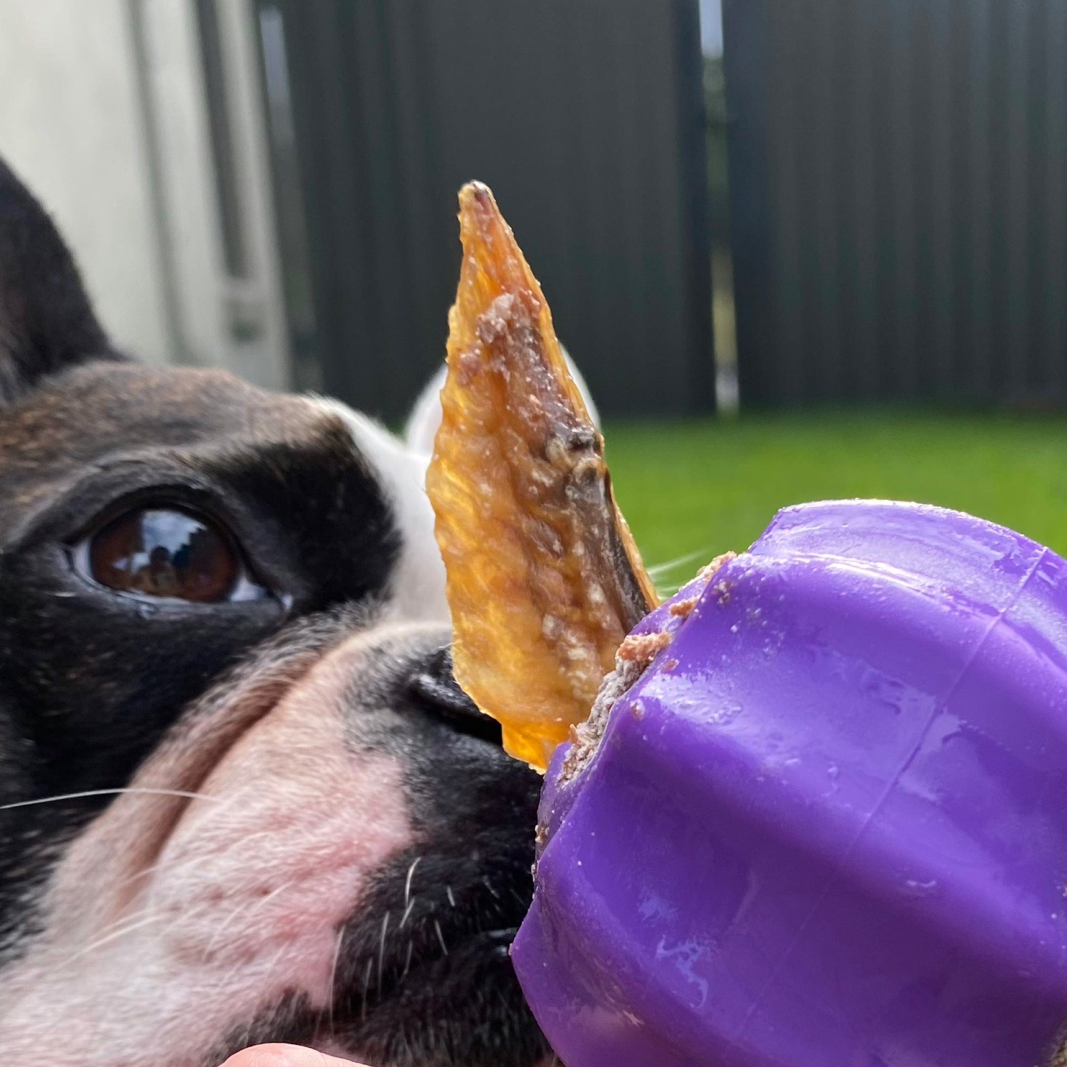 Cross Bone Treat Pocket Dog Toy-Dog Toy-Rover Pet Products