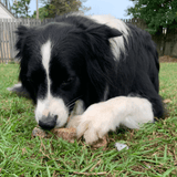 Deep Throat - Cow Trachea-Dog Treat-Rover Pet Products