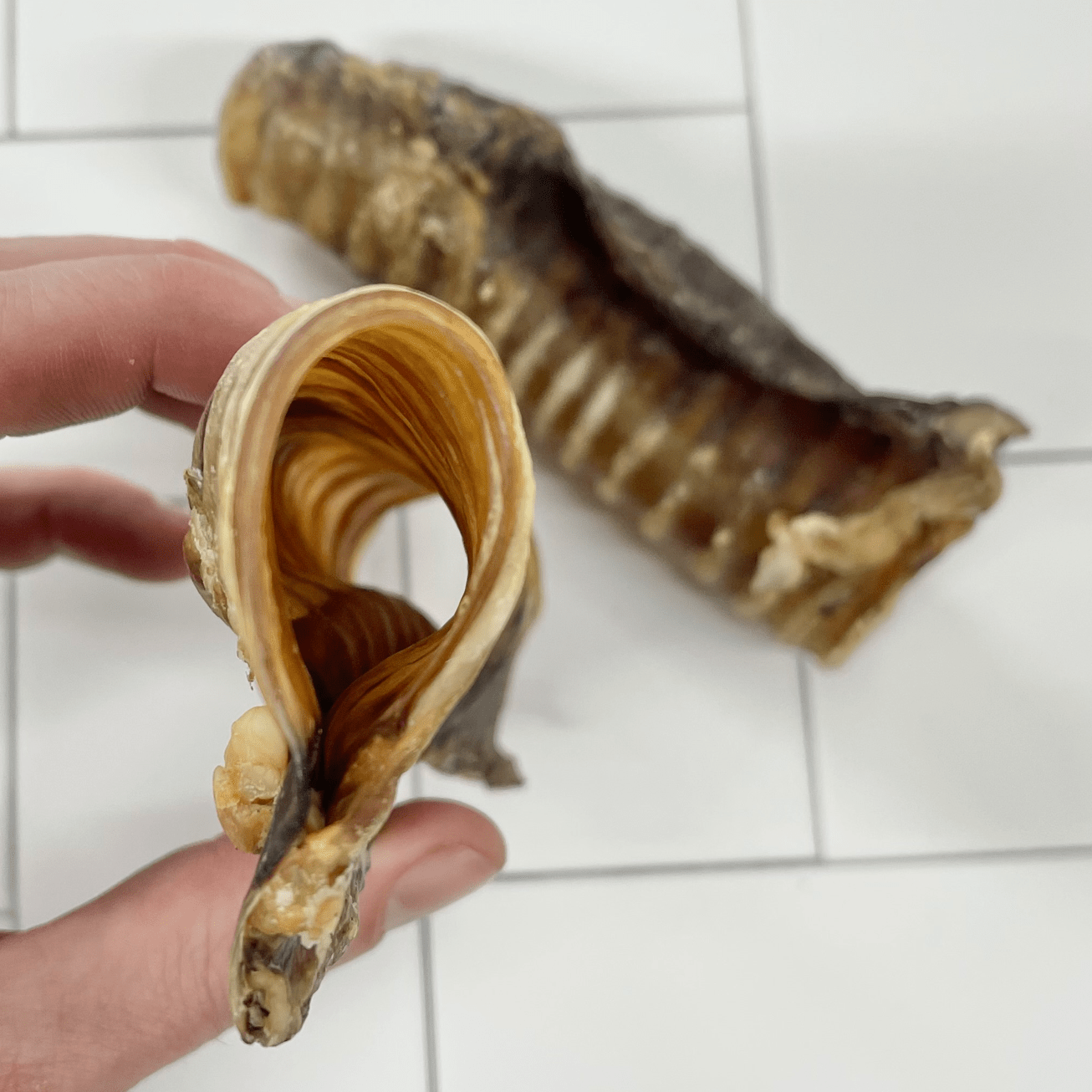 Deep Throat - Cow Trachea-Dog Treat-Rover Pet Products