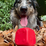 Dice-Dog Toy-Rover Pet Products