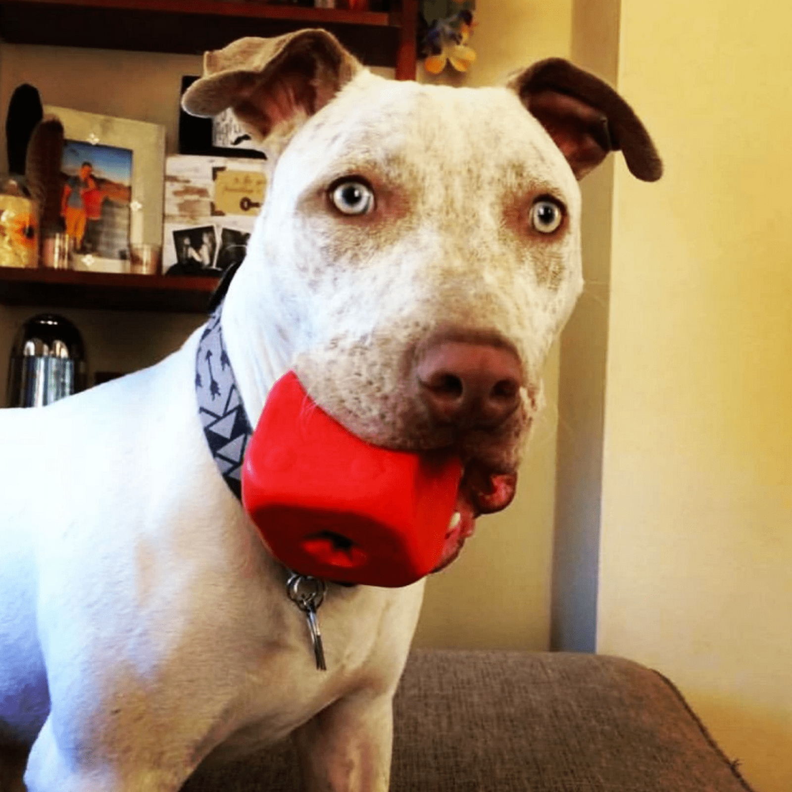 Dice-Dog Toy-Rover Pet Products