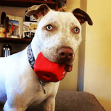 Dice-Dog Toy-Rover Pet Products