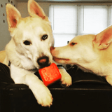 Dice-Dog Toy-Rover Pet Products