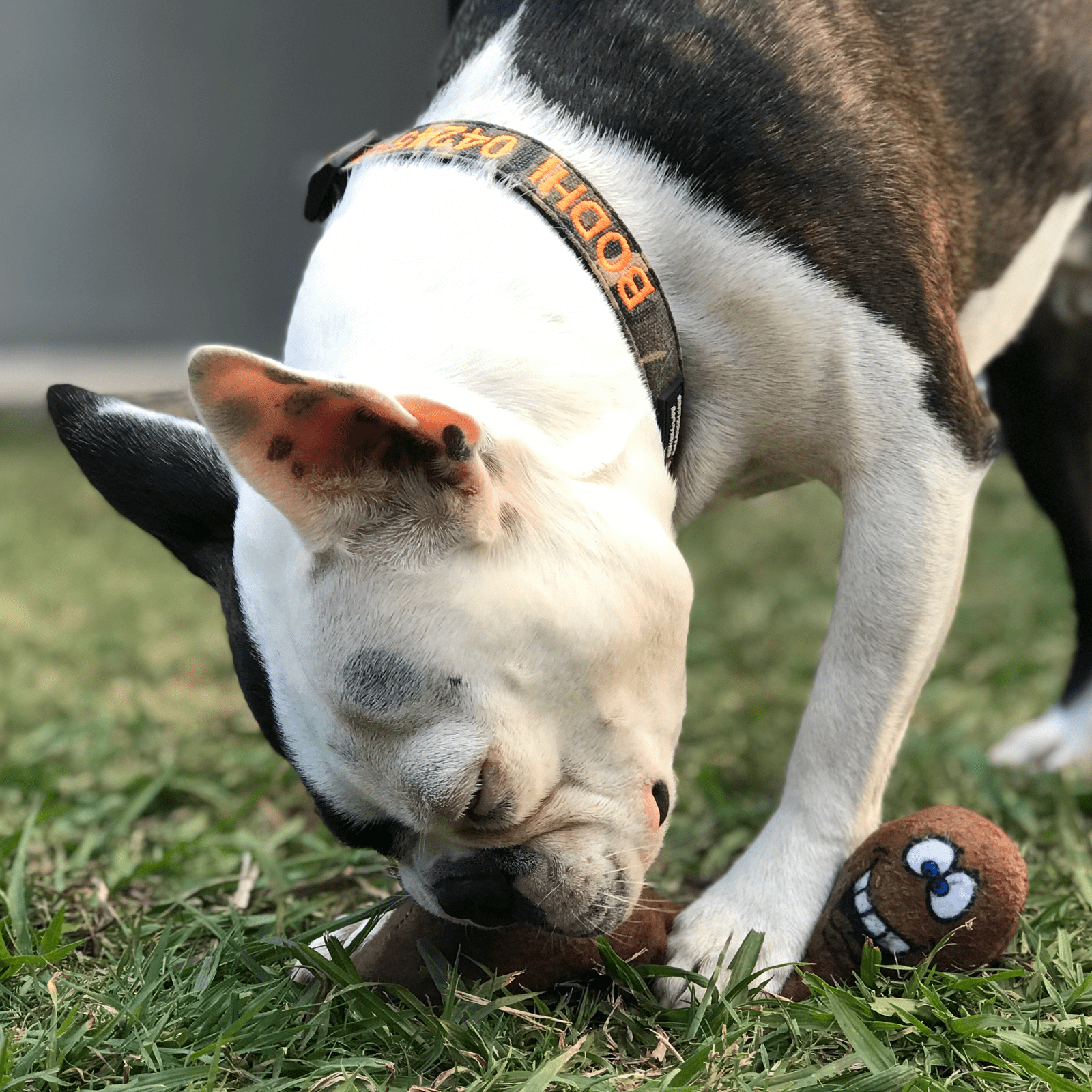 DICKS-Unclassified-Rover Pet Products