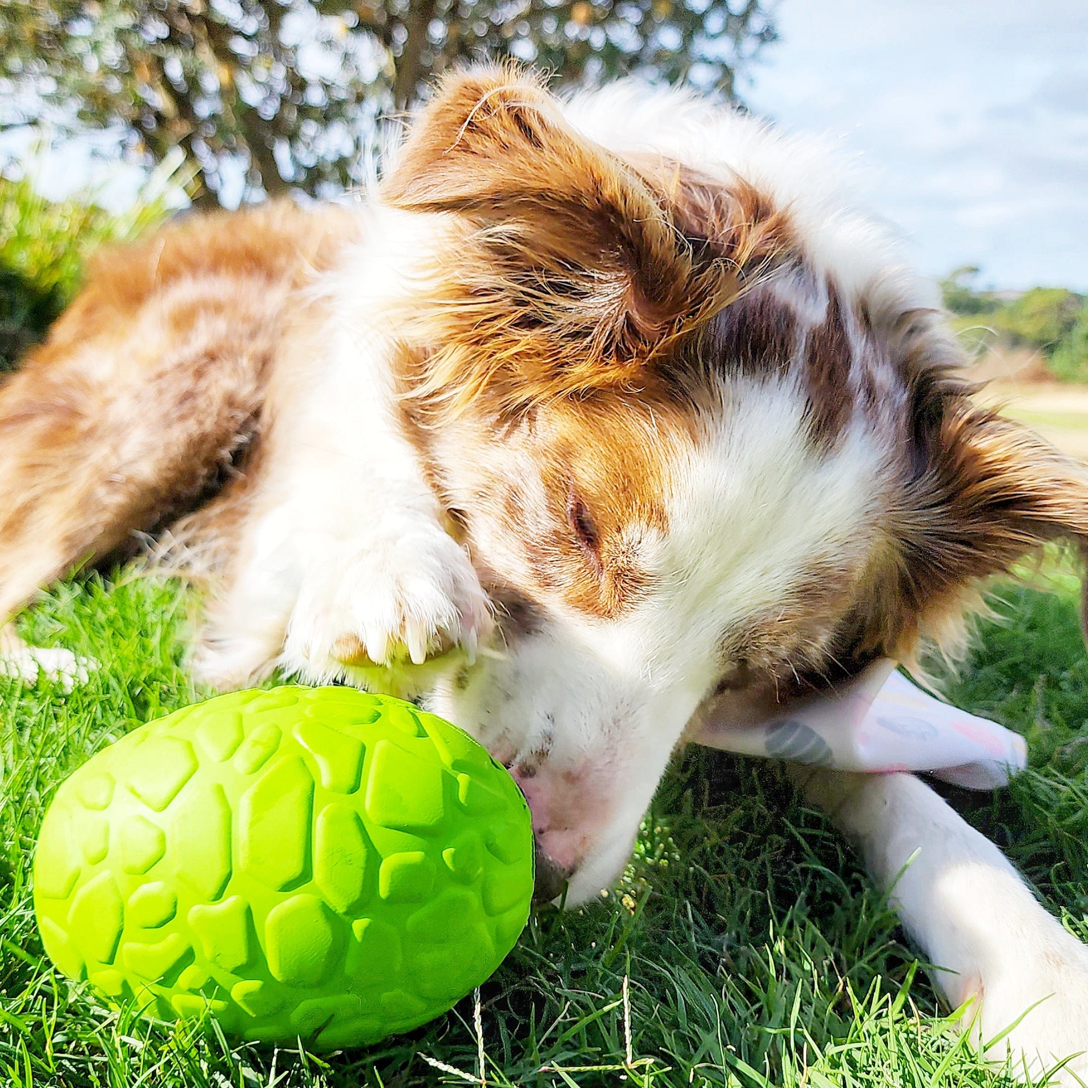 Dinosaur Egg-Dog Toy-Rover Pet Products