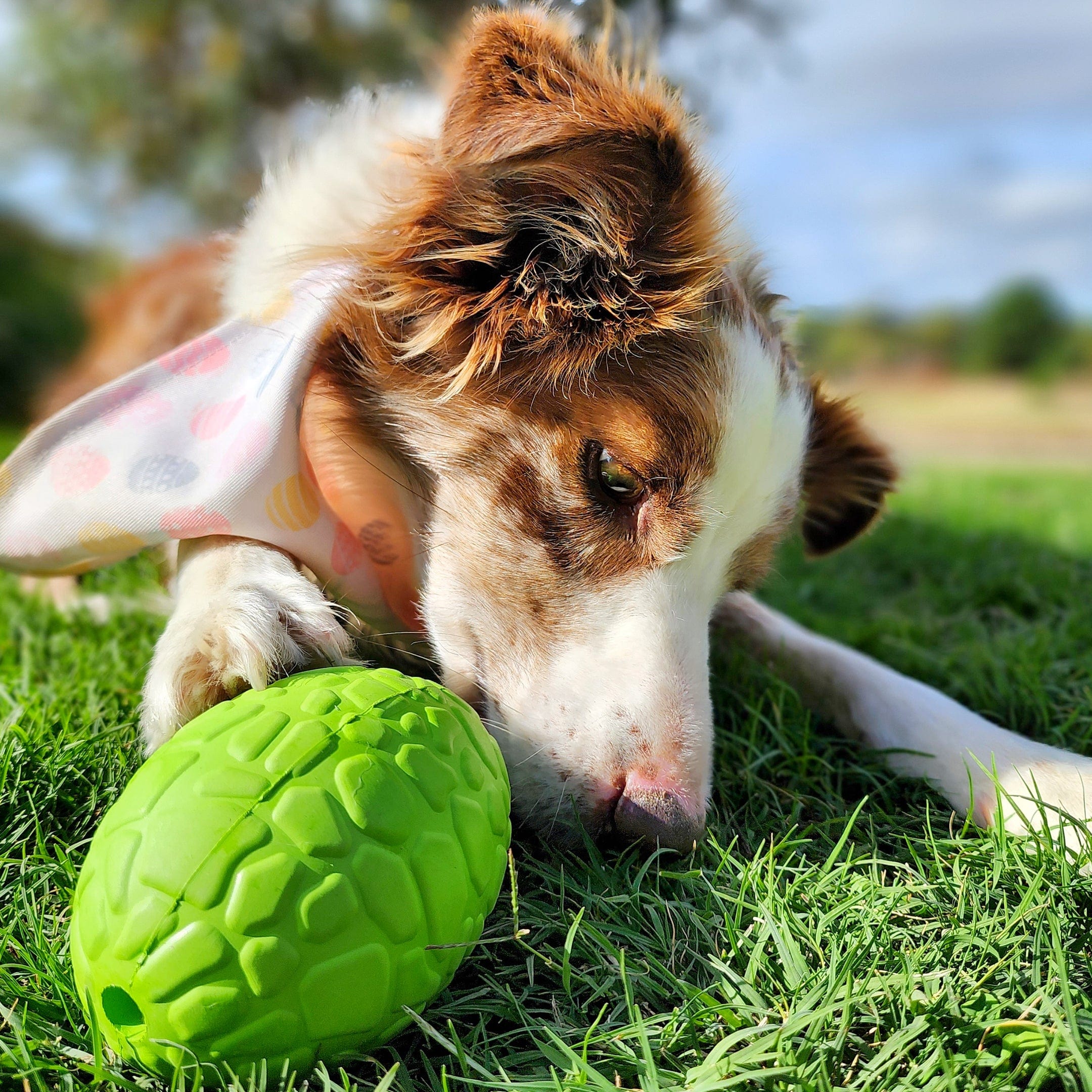 Dinosaur Egg-Dog Toy-Rover Pet Products