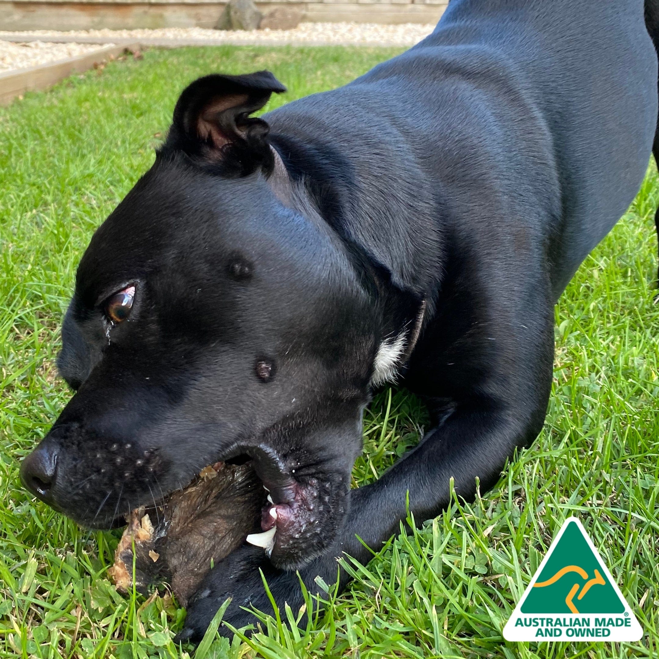 Don't Be Boaring - Boar Ears-Unclassified-Rover Pet Products