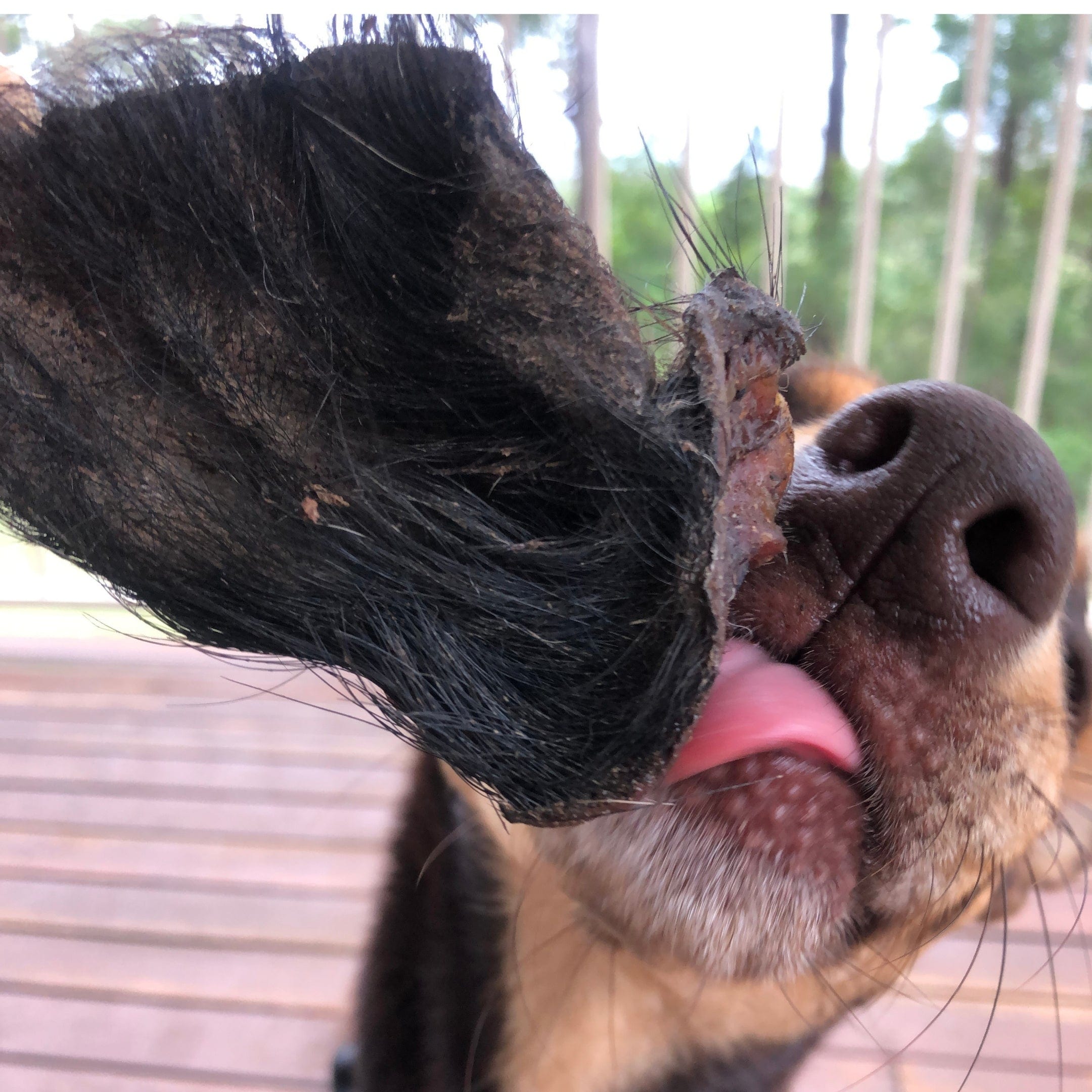 Don't Be Boaring - Boar Ears-Unclassified-Rover Pet Products