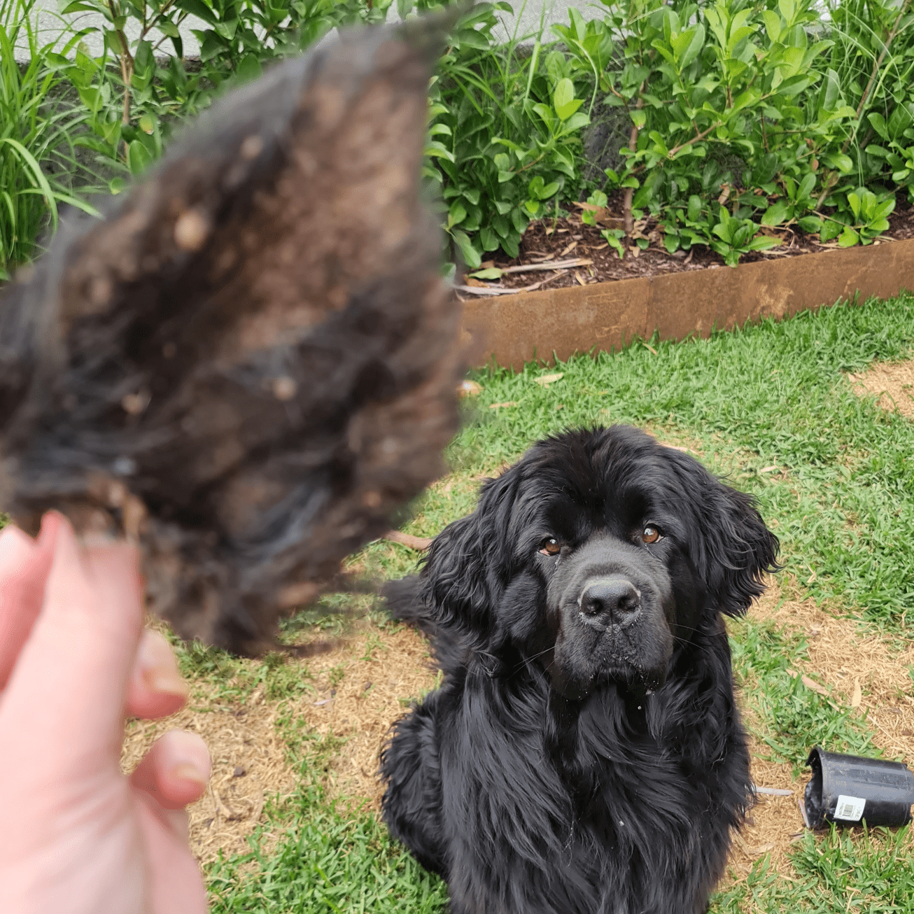 Don't Be Boaring - Boar Ears-Unclassified-Rover Pet Products