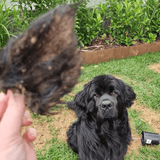 Don't Be Boaring - Boar Ears-Unclassified-Rover Pet Products