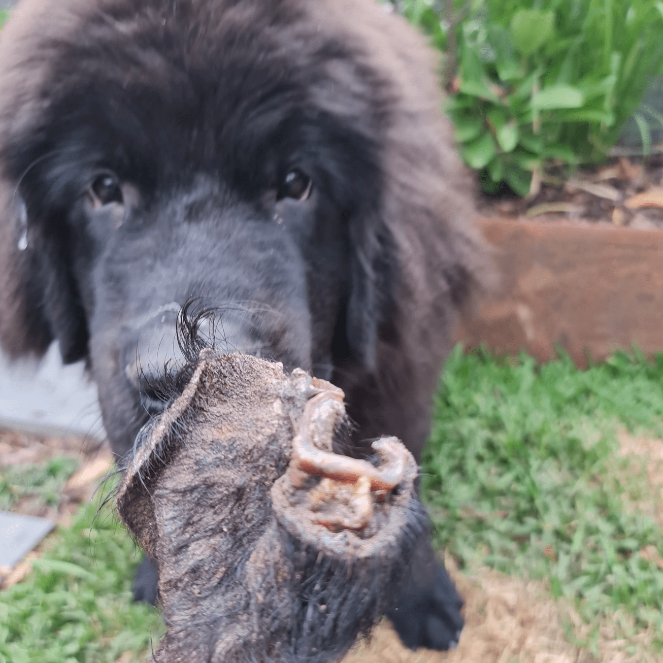 Don't Be Boaring - Boar Ears-Unclassified-Rover Pet Products