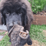 Don't Be Boaring - Boar Ears-Unclassified-Rover Pet Products