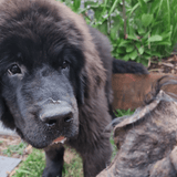 Don't Be Boaring - Boar Ears-Unclassified-Rover Pet Products